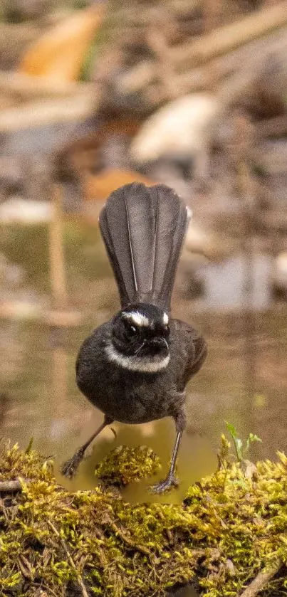 Black bird on mossy ground with blurred background.