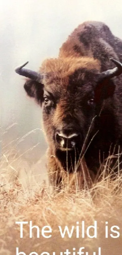 Bison standing in a misty field with the quote 'The wild is beautiful.'