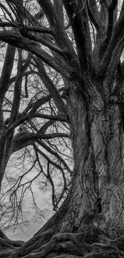 Black and white tree wallpaper showcasing majestic branches.