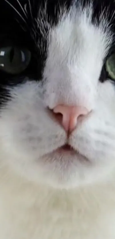 Close-up of a black and white cat with striking green eyes for mobile wallpaper.