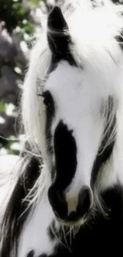 Black and white horse with lush mane.