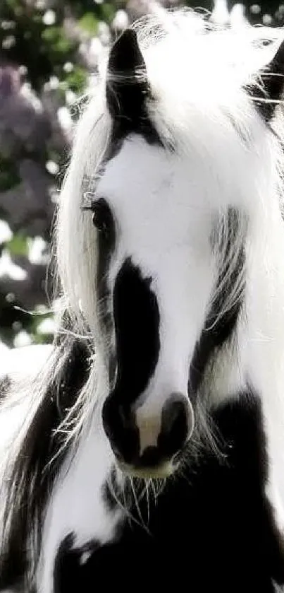 Majestic black and white horse with flowing mane.