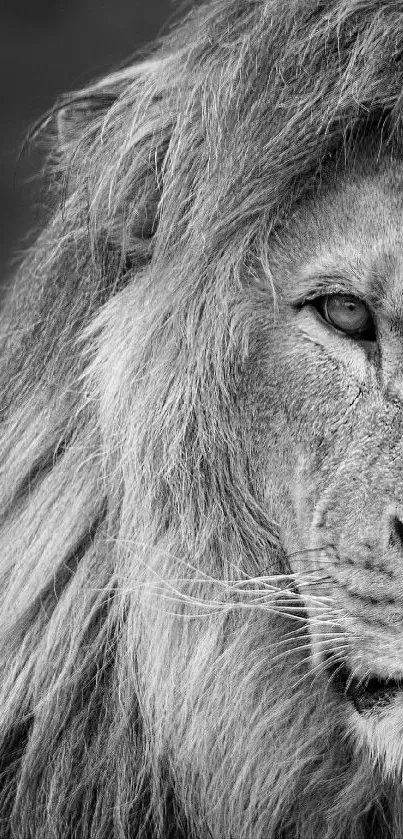 Black and white portrait of a lion with an intense gaze and detailed mane.