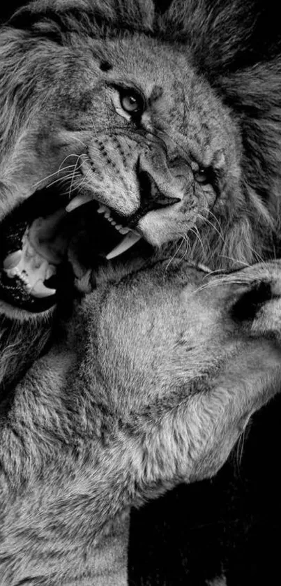 A black and white wallpaper featuring two majestic lions in a powerful pose.