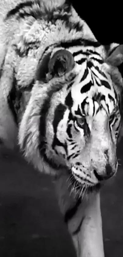 Black and white tiger wallpaper for mobile showing a majestic tiger in profile view.