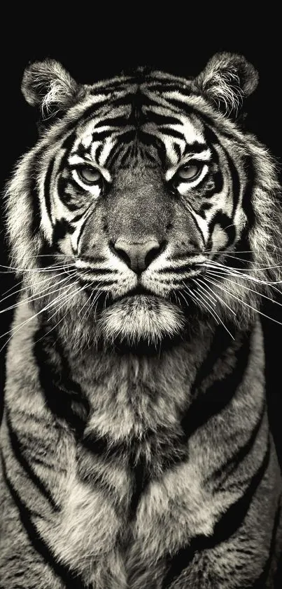 Black and white tiger wallpaper for phones.