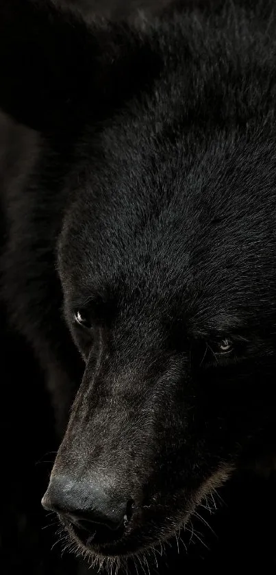 Close-up of a majestic black bear in its natural habitat.