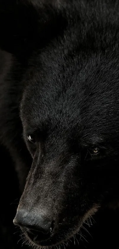 Close-up of a majestic black bear with detailed fur texture.