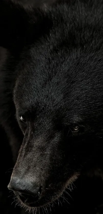 Close-up of a majestic black bear's face.