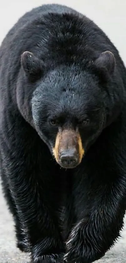 Black bear walking toward the camera on a pathway.