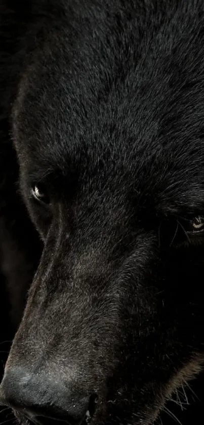 Close-up of a majestic black bear against a dark background for mobile wallpaper.