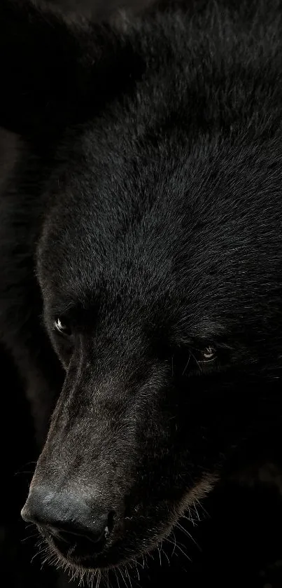 Close-up of a majestic black bear on a mobile wallpaper.