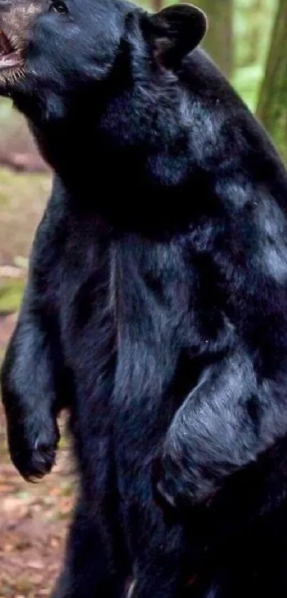 Black bear standing in lush green forest wallpaper.