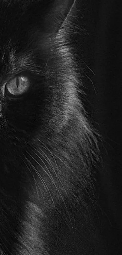 Majestic black cat silhouette with piercing eye, perfect for a mysterious mobile wallpaper.