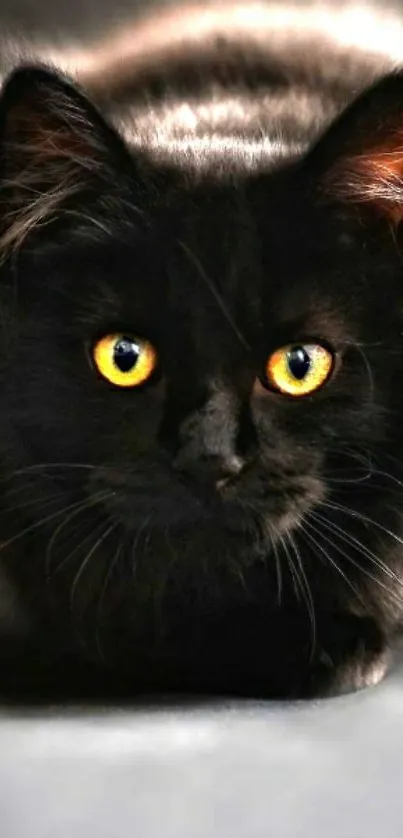 Majestic black cat with yellow eyes on a dark background.