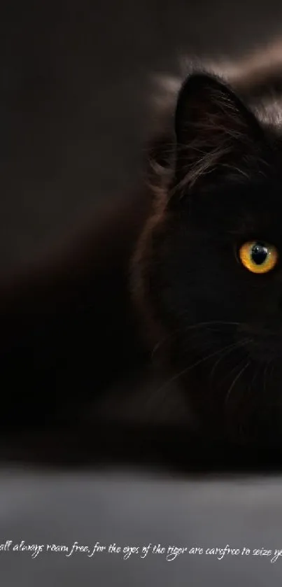 Black cat with yellow eyes on dark background