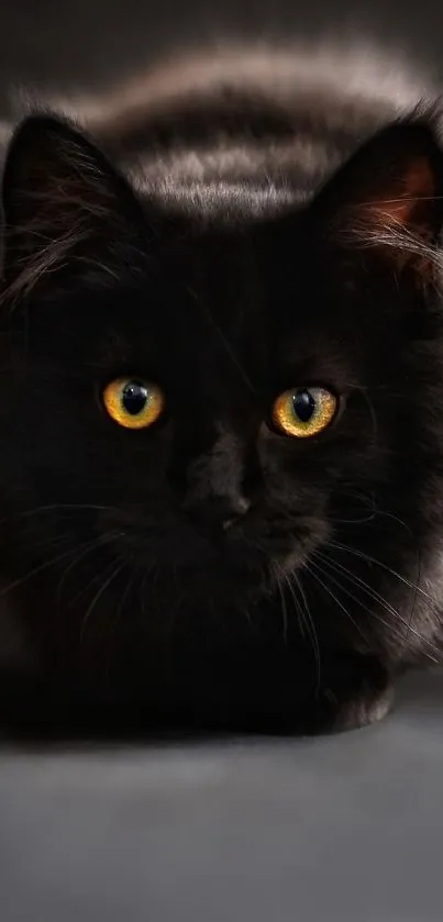 Black cat with yellow eyes on a dark background.