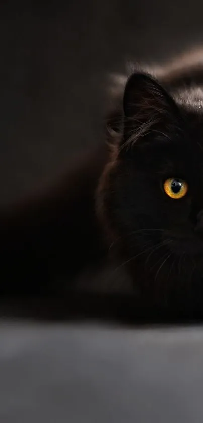 Majestic black cat with bright yellow eyes in shadowy darkness.