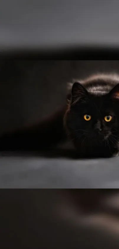 Majestic black cat with yellow eyes in a dark background.