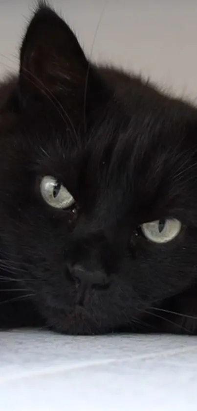 Close-up of a black cat with piercing eyes, lying down.