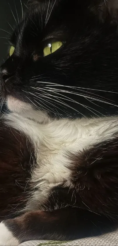 Close-up of a black cat with green eyes, perfect for a wallpaper.