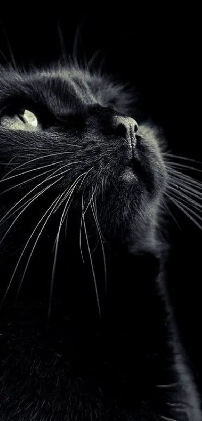 Majestic black cat with green eyes in a dark setting.