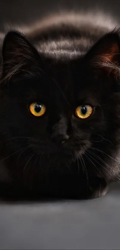 Black cat with yellow eyes on dark background.