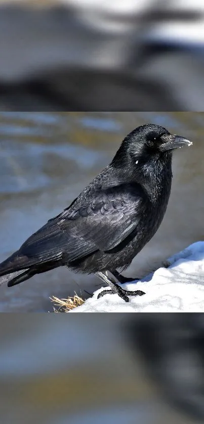 Black crow perched by water in nature.