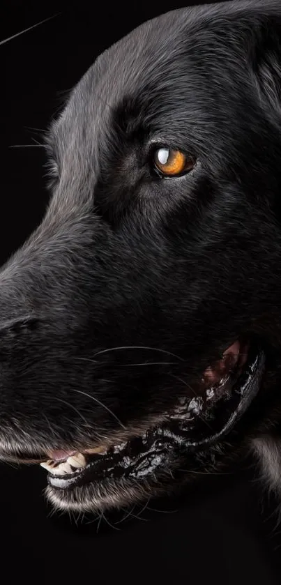 Close-up side profile of black dog against a dark background.