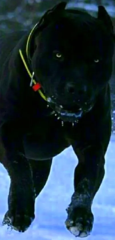 Black dog running through snowy landscape.