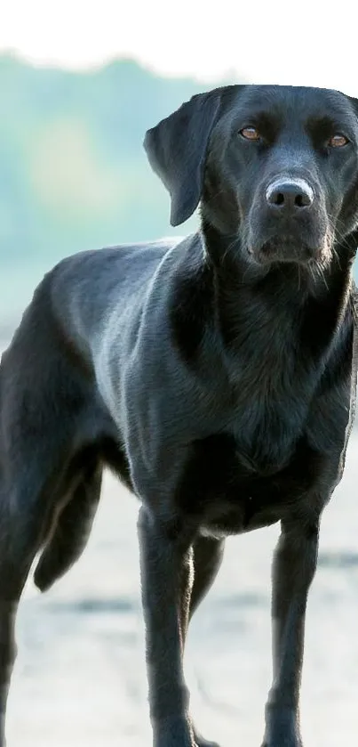 Majestic black dog standing outdoors with blurred natural background.