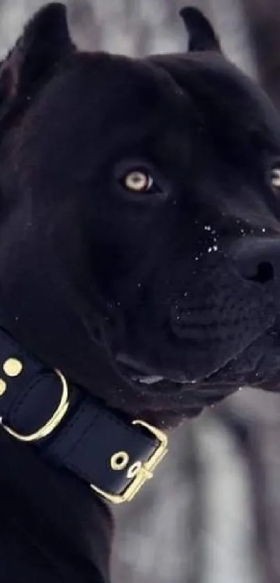 Black dog with intense gaze in snow with collar.