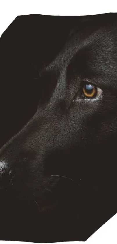 Close-up of a black dog's face on a mobile wallpaper with dark background.