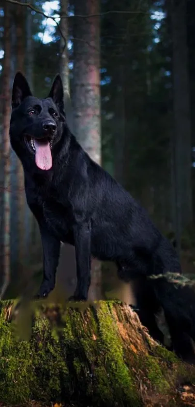 Majestic black dog standing on a mossy tree stump in a lush forest setting.