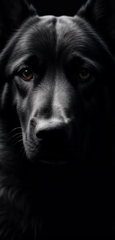 Black German Shepherd on a dark background, showing elegance and strength.