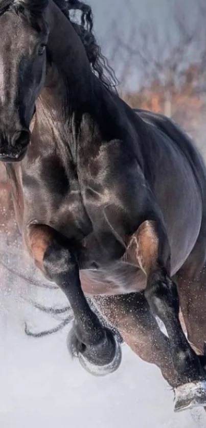 Majestic black horse galloping through snow.