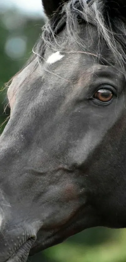 Close-up portrait of a majestic black horse.