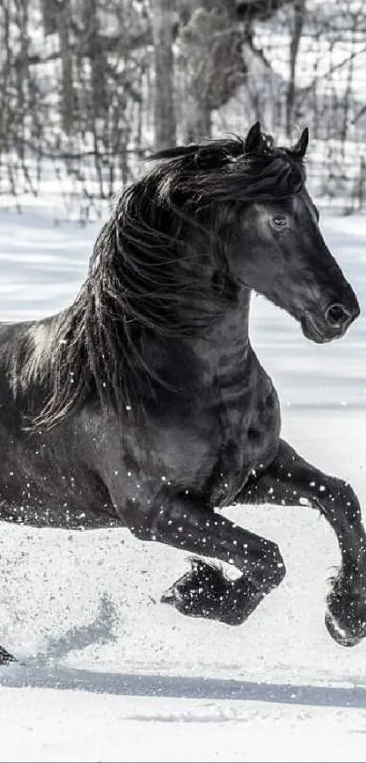 Majestic black horse running in snow, a stunning natural scene.