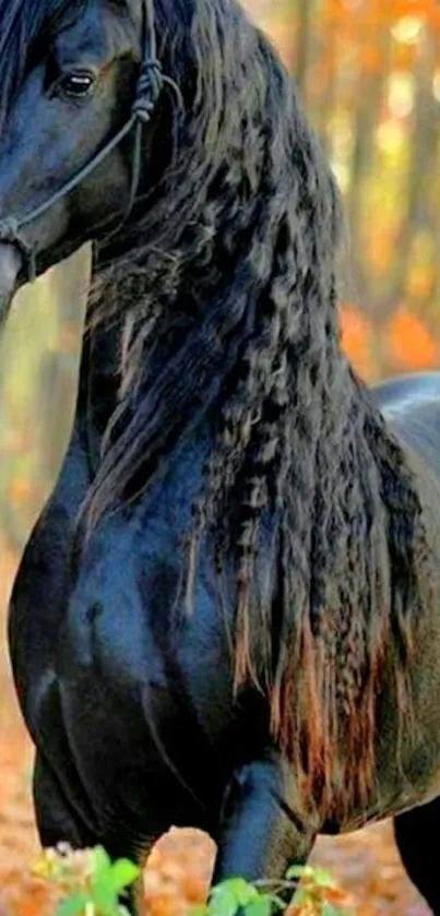 Majestic black horse standing in autumn forest.