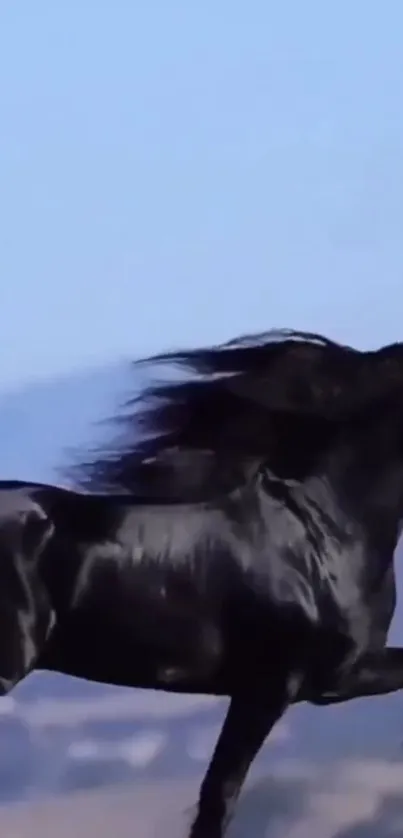 Majestic black horse running under a clear blue sky.