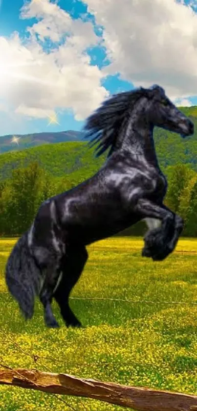 Black horse in lush green meadow under blue sky.