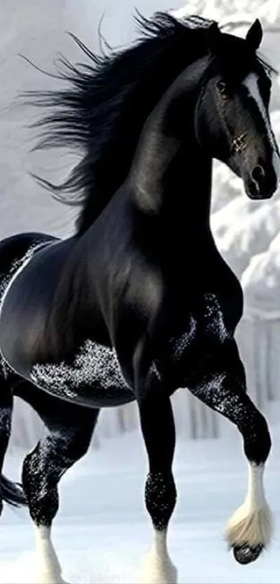 Majestic black horse in snowy landscape wallpaper.