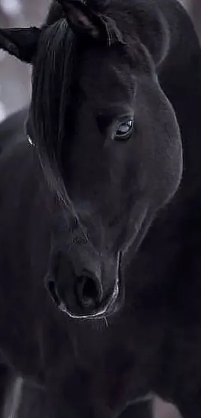 Majestic black horse in a snowy forest setting, mobile wallpaper.