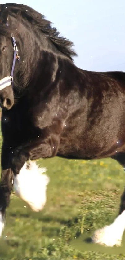 Majestic black horse galloping on a field wallpaper.