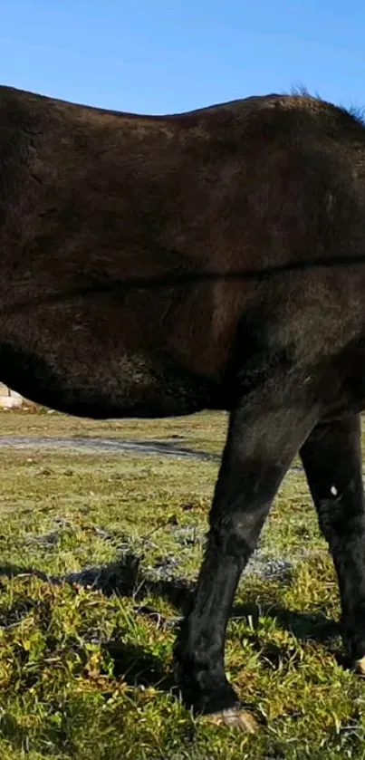 Majestic black horse on green grass under blue sky.