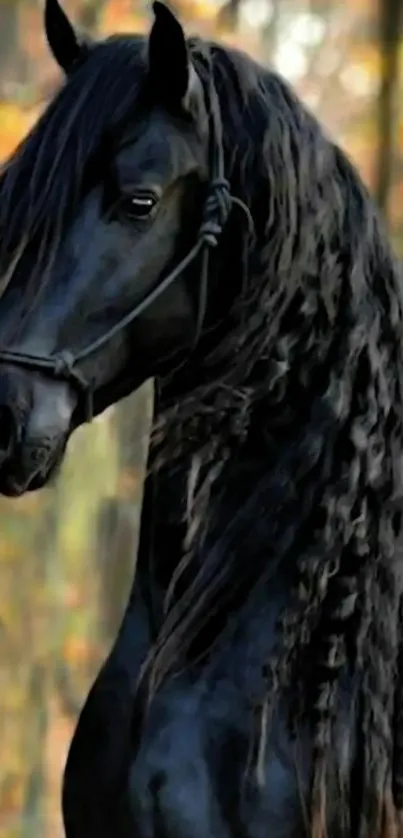 Majestic black horse in an autumn forest.