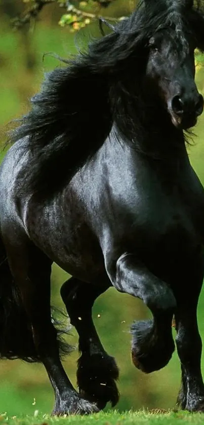 Black horse running on lush green field, showcasing wild beauty.