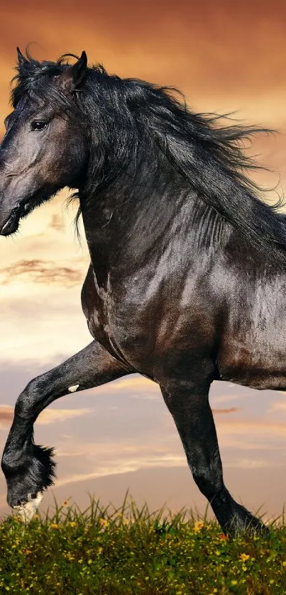 Beautiful black horse running in a sunset field.