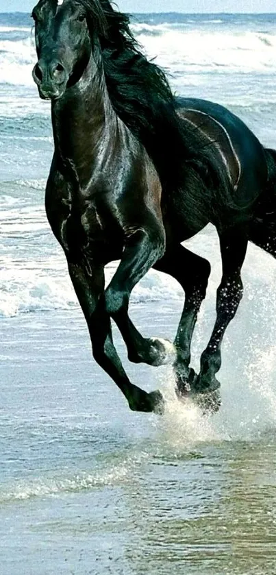 Black horse gallops by the ocean waves.