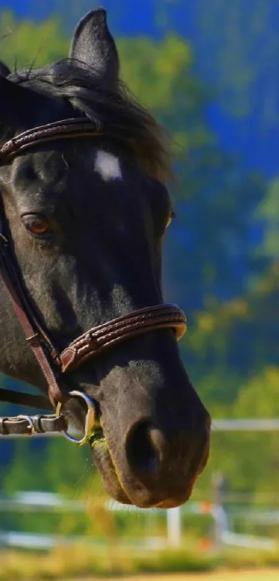 Majestic black horse in natural setting, perfect for mobile wallpaper.